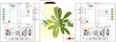 Electrical Signaling, Photosynthesis and Systemic Acquired Acclimation